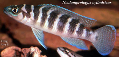 Neolamprologus cylindricus